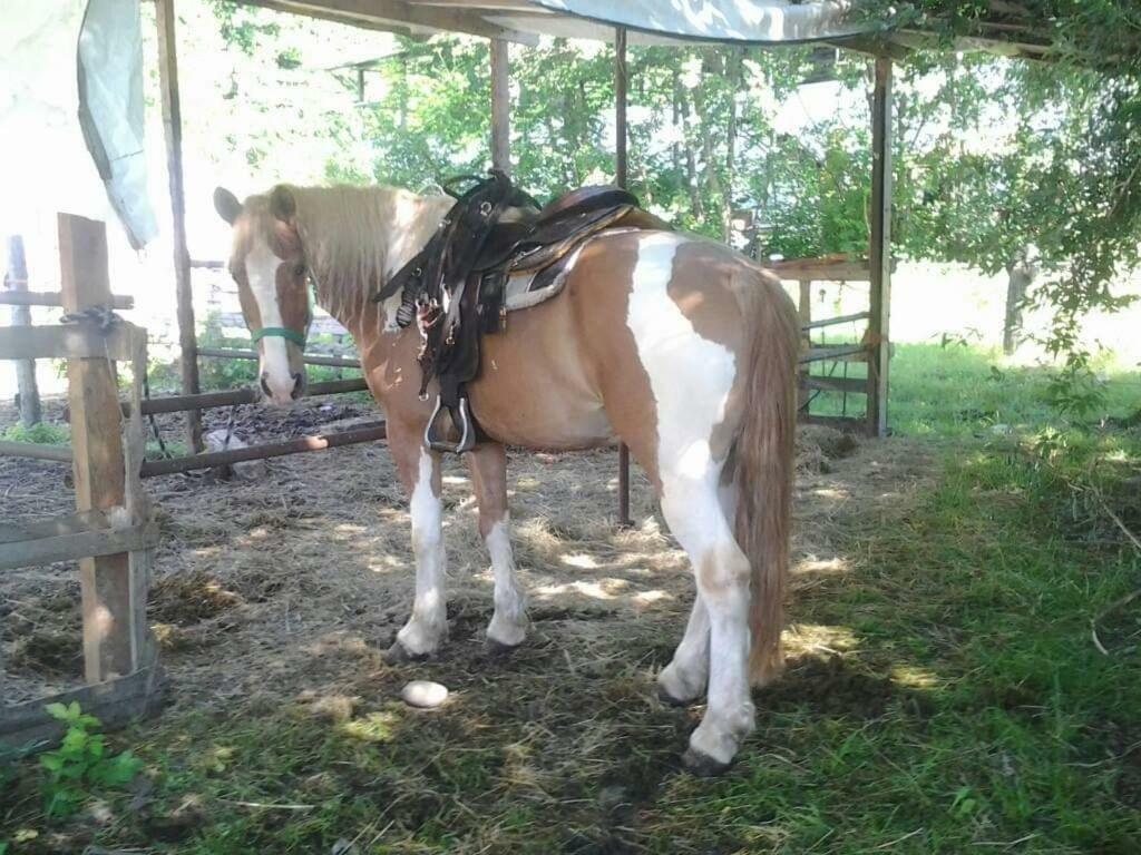 The Horse Ξενοδοχείο Pogno Εξωτερικό φωτογραφία